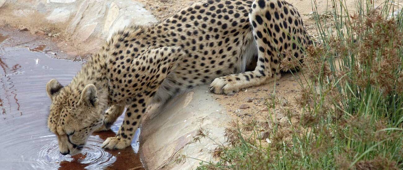 Africa