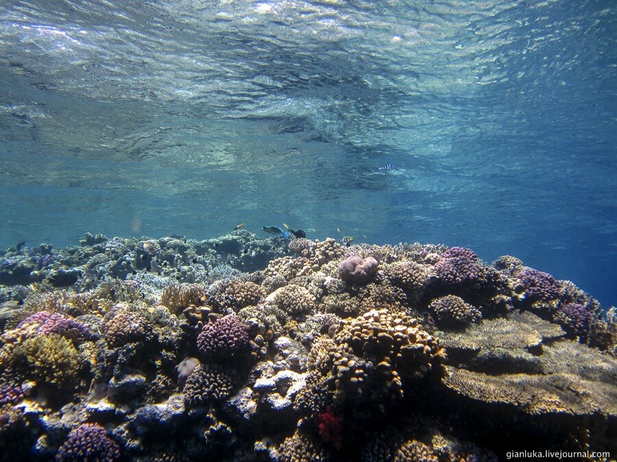 10underwater-egypt.jpg