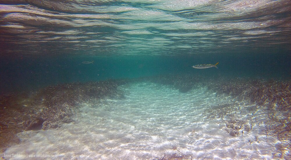 10underwater-world-of-sint-maarten.jpg