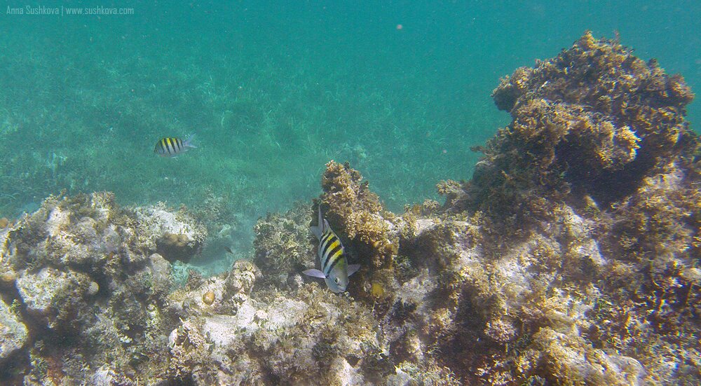 11underwater-world-of-sint-maarten.jpg