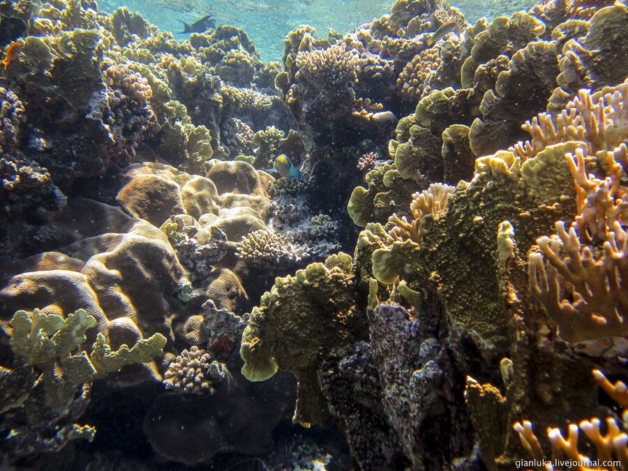 12underwater-egypt.jpg