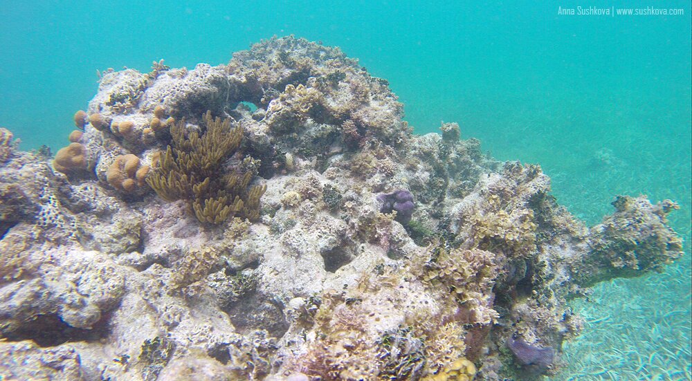 12underwater-world-of-sint-maarten.jpg