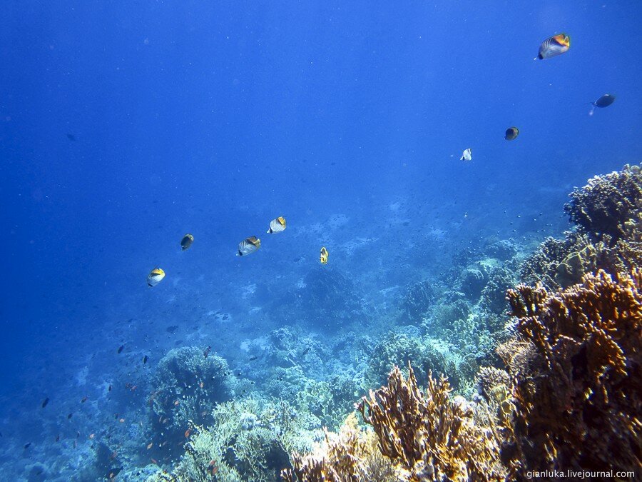 13underwater-egypt.jpg