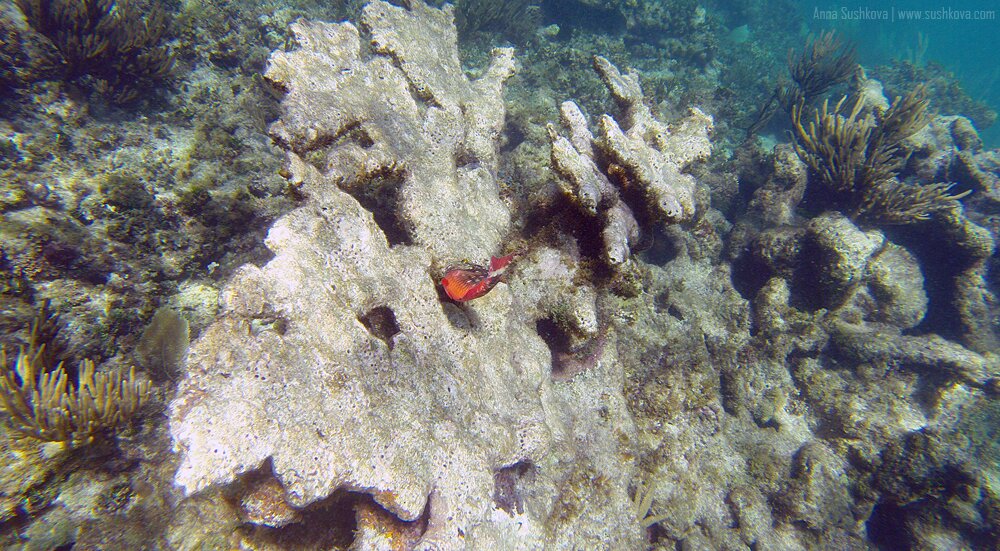 13underwater-world-of-sint-maarten.jpg
