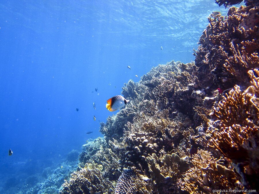 14underwater-egypt.jpg