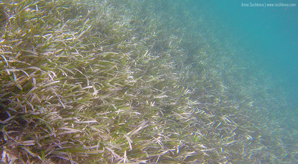 14underwater-world-of-sint-maarten.jpg