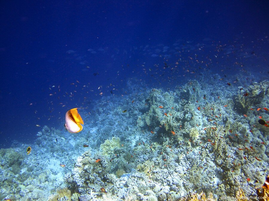 15underwater-egypt.jpg