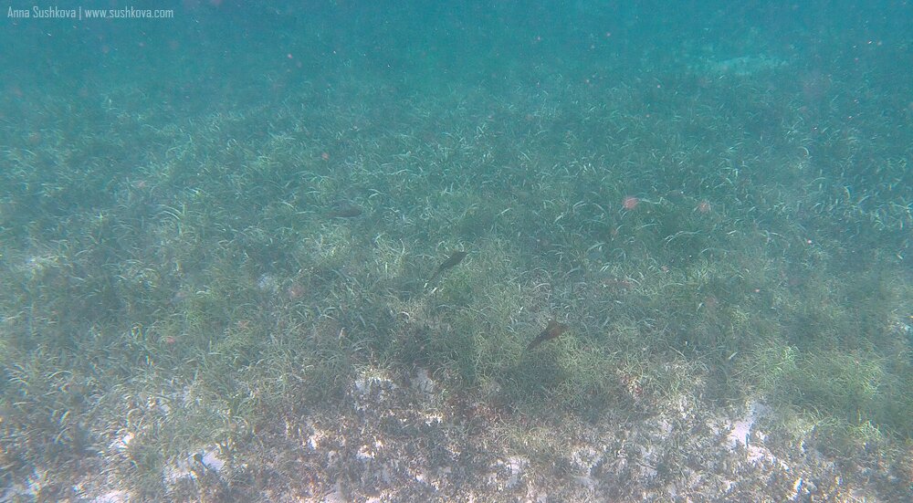 15underwater-world-of-sint-maarten.jpg