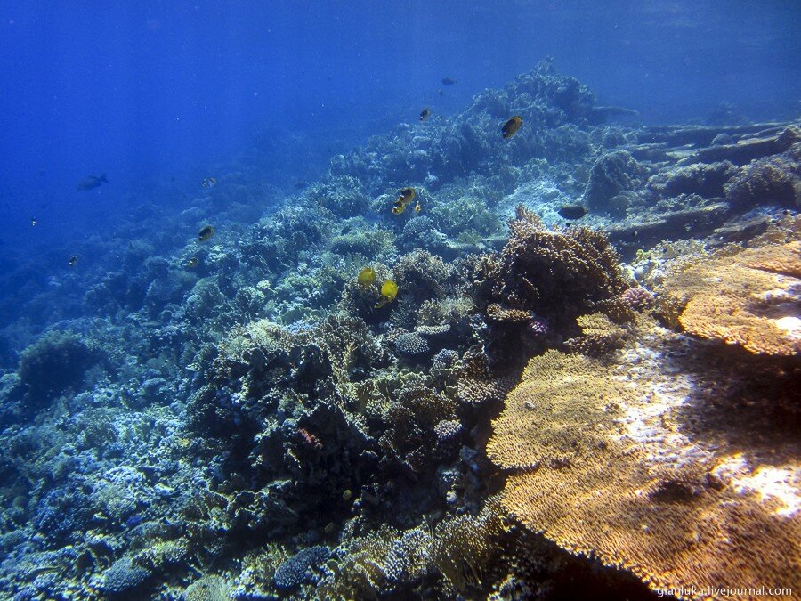 16underwater-egypt.jpg