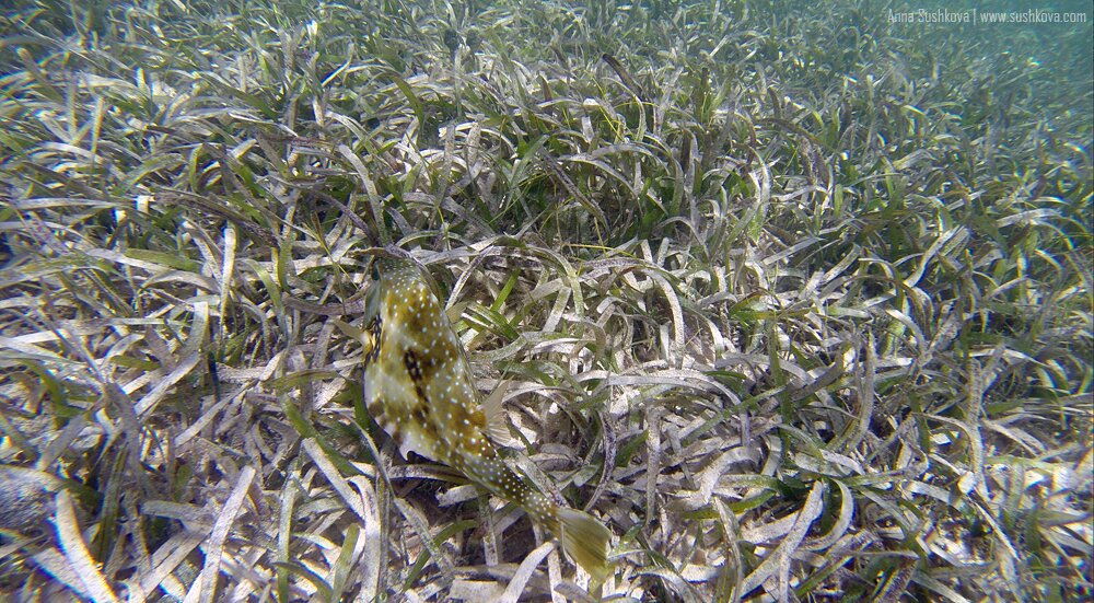 16underwater-world-of-sint-maarten.jpg