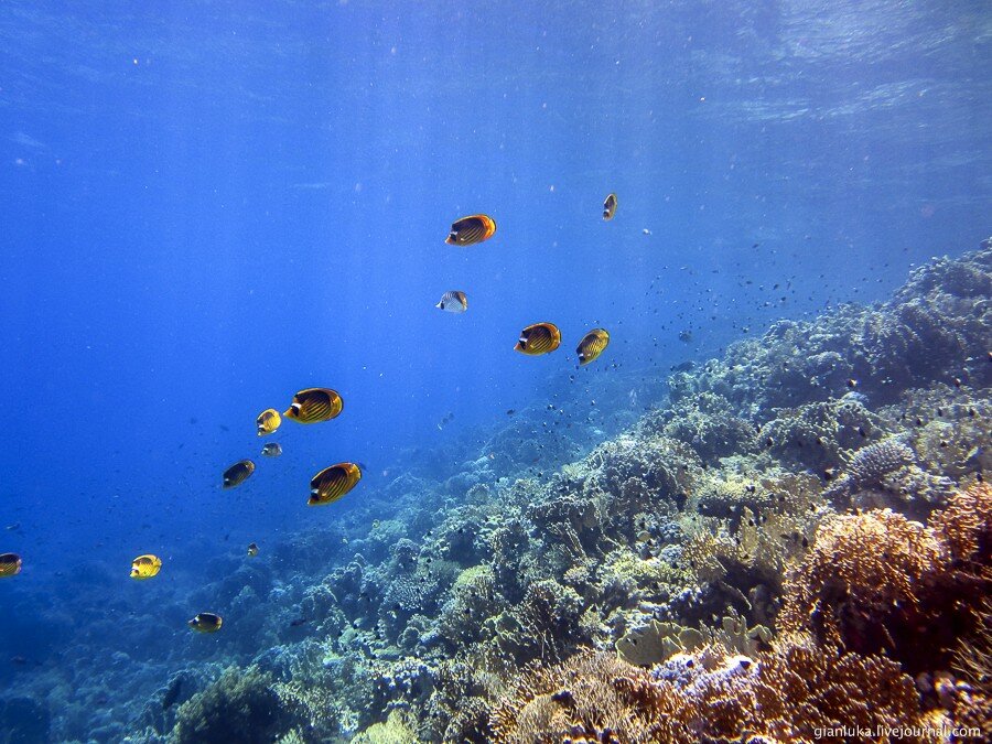 17underwater-egypt.jpg