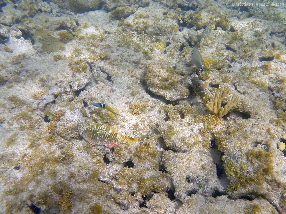 17underwater-world-of-sint-maarten.jpg