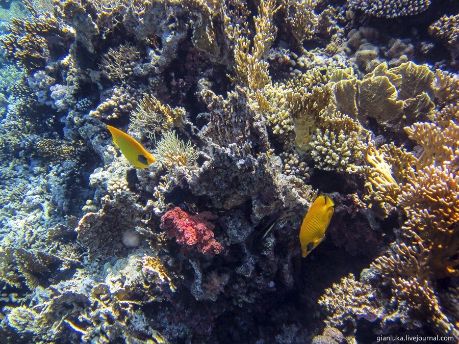18underwater-egypt.jpg