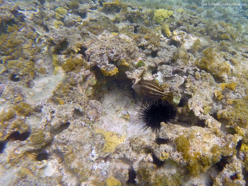 18underwater-world-of-sint-maarten.jpg