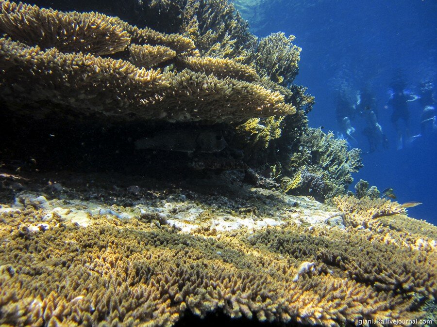 19underwater-egypt.jpg