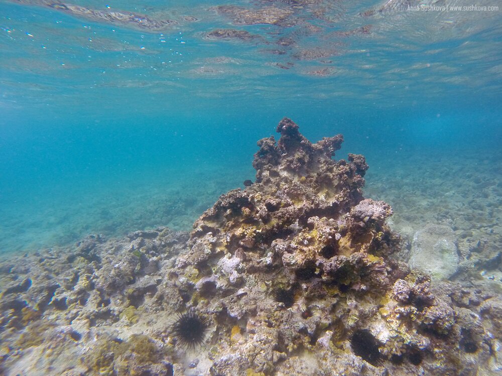 19underwater-world-of-sint-maarten.jpg
