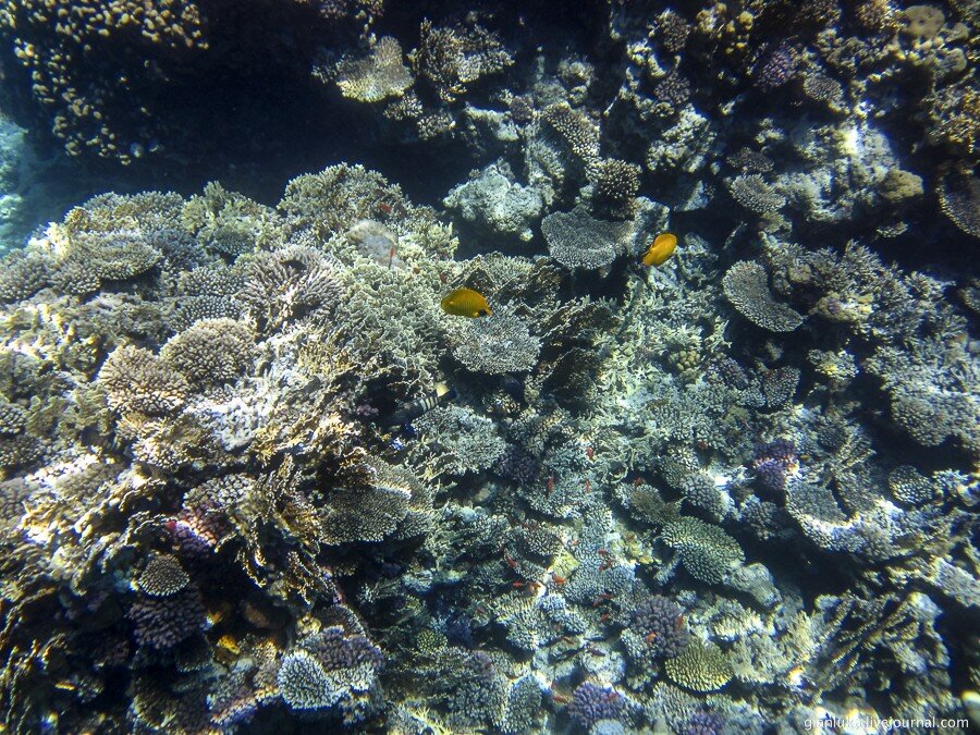 1underwater-egypt.jpg