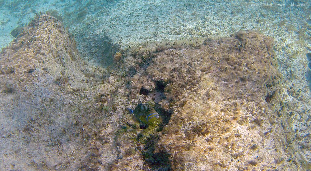 1underwater-world-of-sint-maarten.jpg