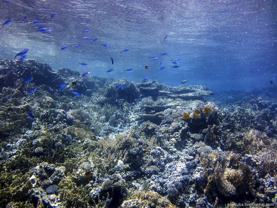 20underwater-egypt.jpg