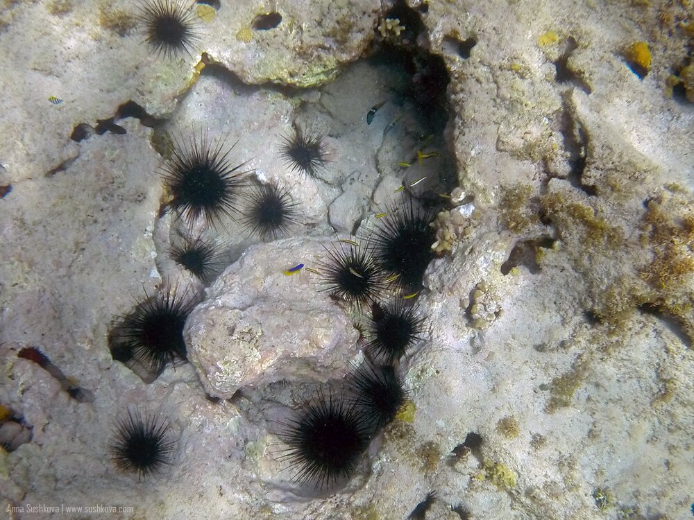 20underwater-world-of-sint-maarten.jpg