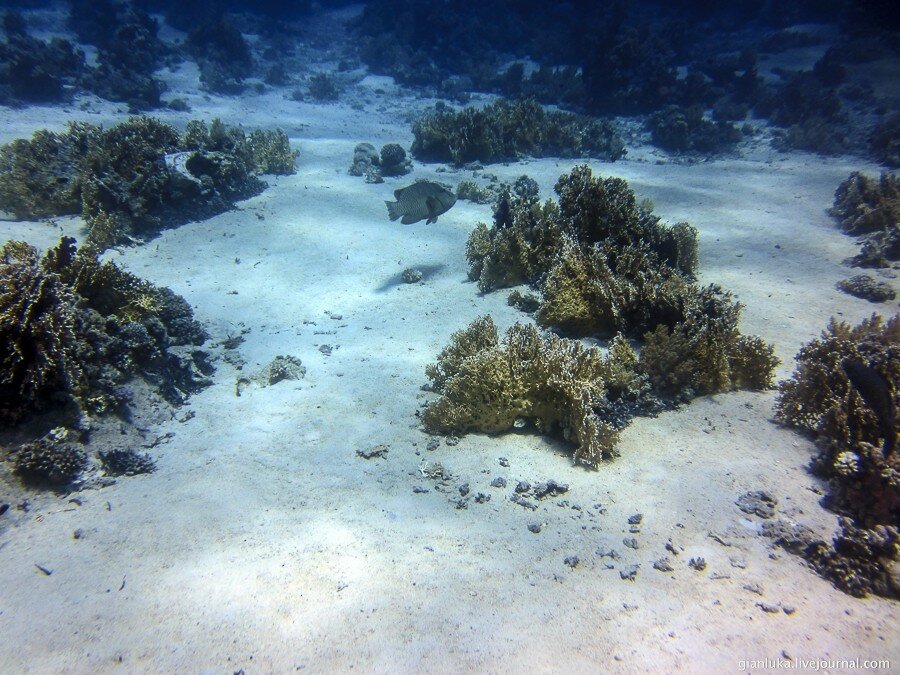 21underwater-egypt.jpg