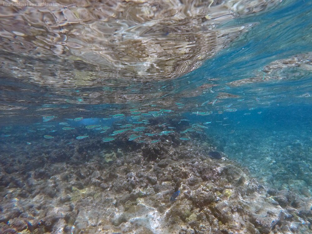 21underwater-world-of-sint-maarten.jpg