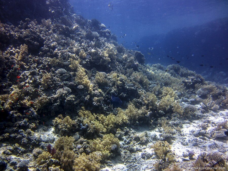 22underwater-egypt.jpg