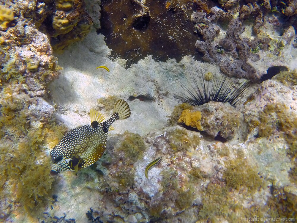 22underwater-world-of-sint-maarten.jpg