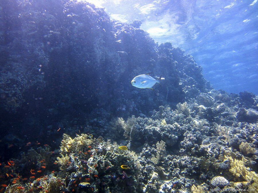 23underwater-egypt.jpg