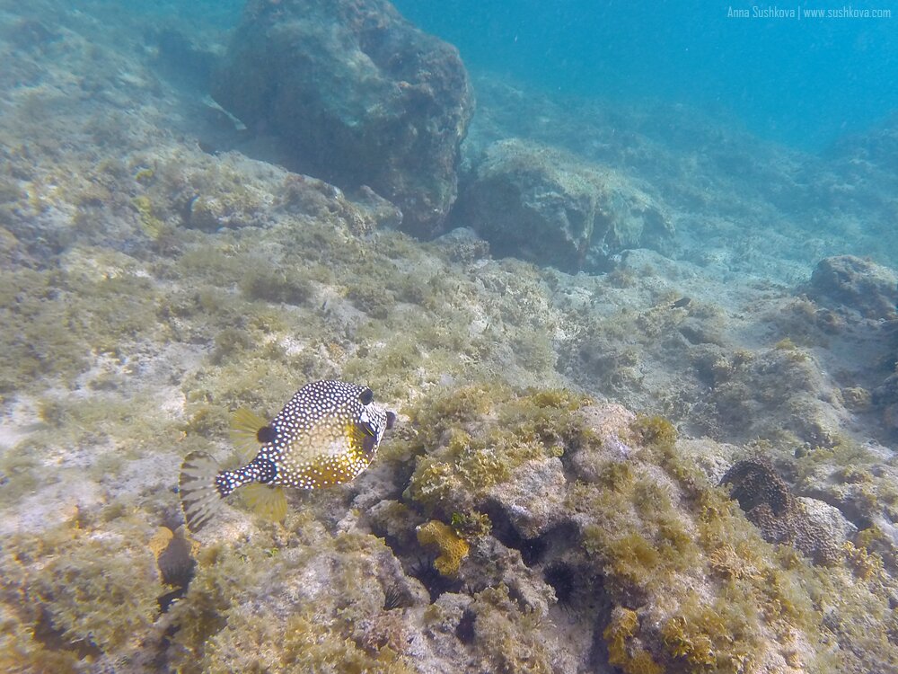 23underwater-world-of-sint-maarten.jpg