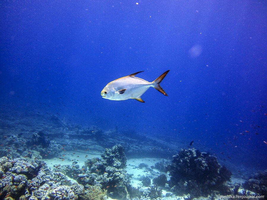 24underwater-egypt.jpg