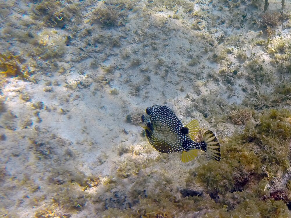 24underwater-world-of-sint-maarten.jpg