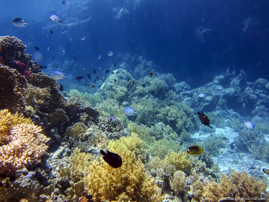 25underwater-egypt.jpg