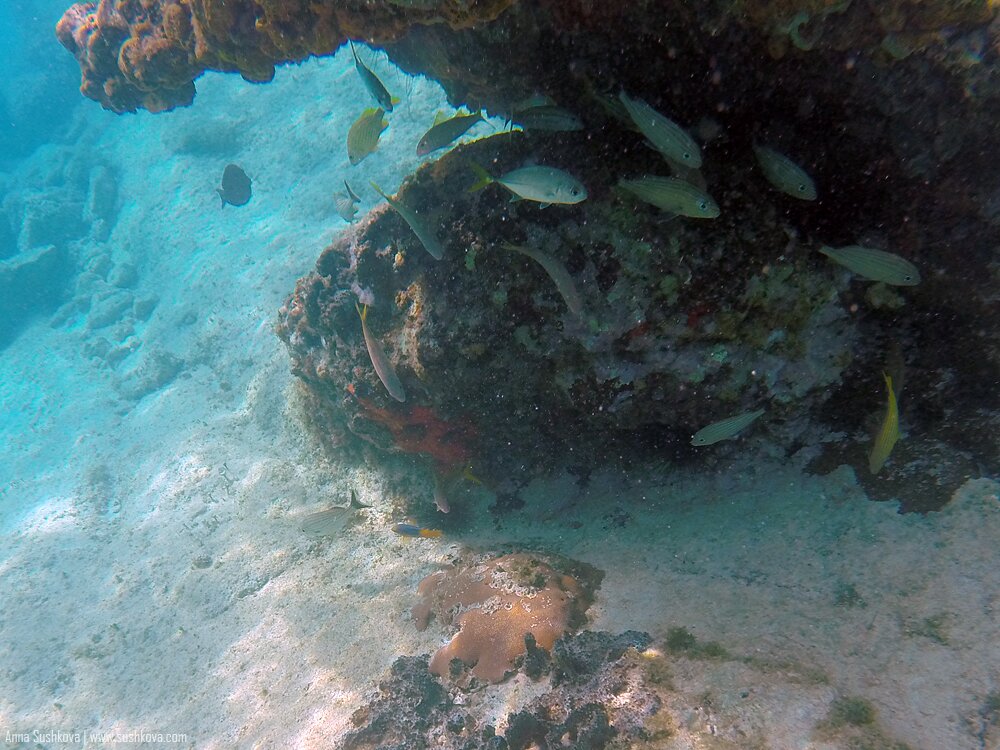 25underwater-world-of-sint-maarten.jpg