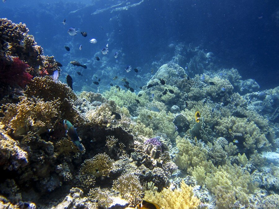 26underwater-egypt.jpg