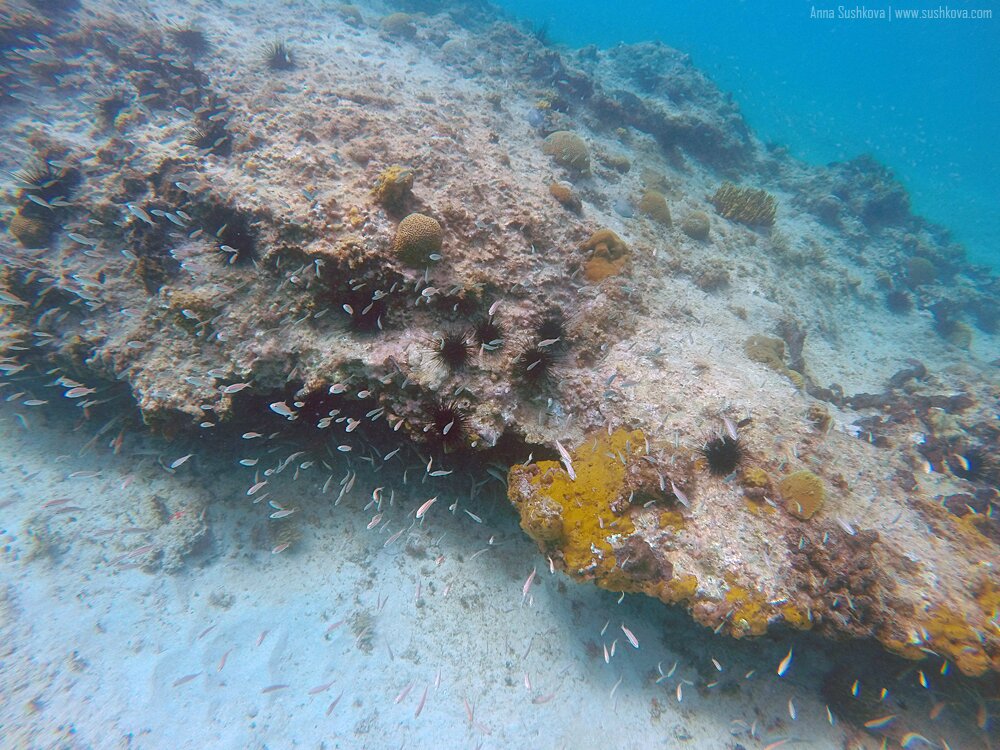 26underwater-world-of-sint-maarten.jpg