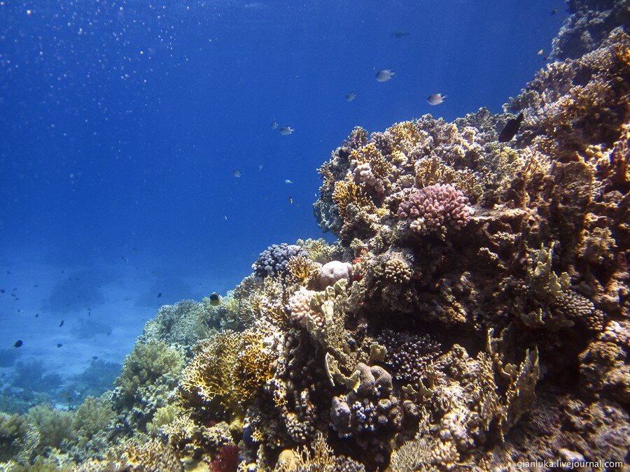 27underwater-egypt.jpg