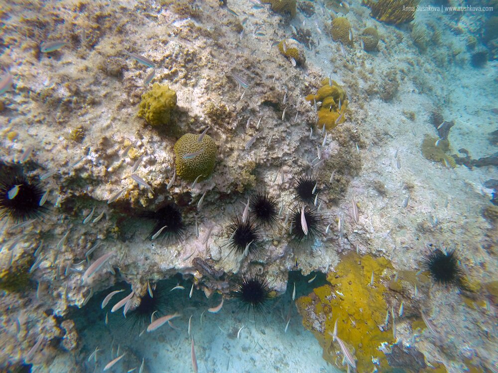 27underwater-world-of-sint-maarten.jpg