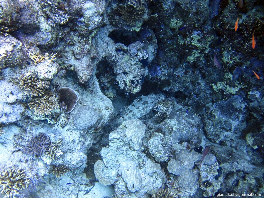 28underwater-egypt.jpg