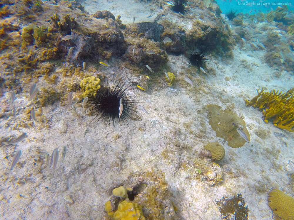 28underwater-world-of-sint-maarten.jpg