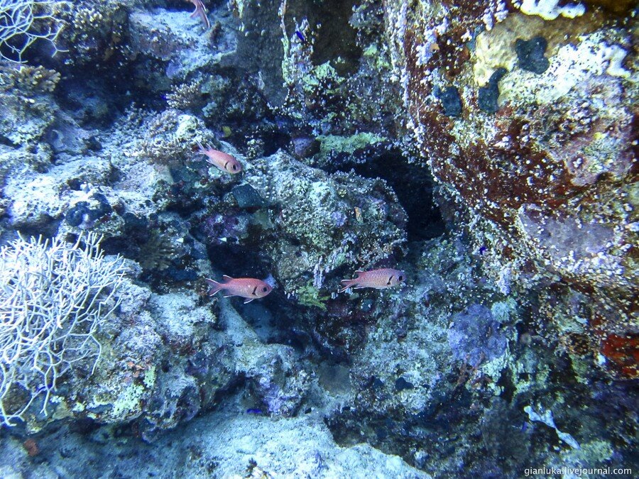 29underwater-egypt.jpg