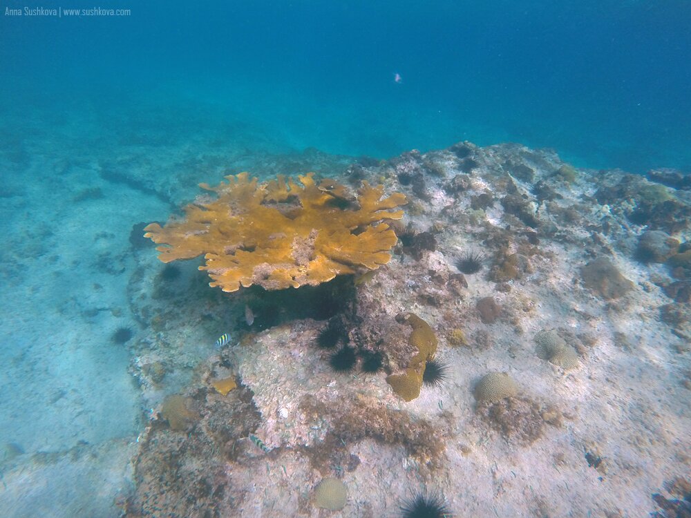 29underwater-world-of-sint-maarten.jpg