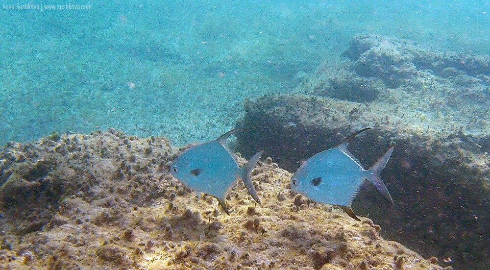 2underwater-world-of-sint-maarten.jpg