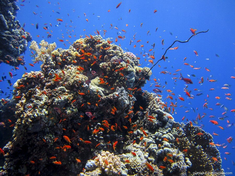 30underwater-egypt.jpg