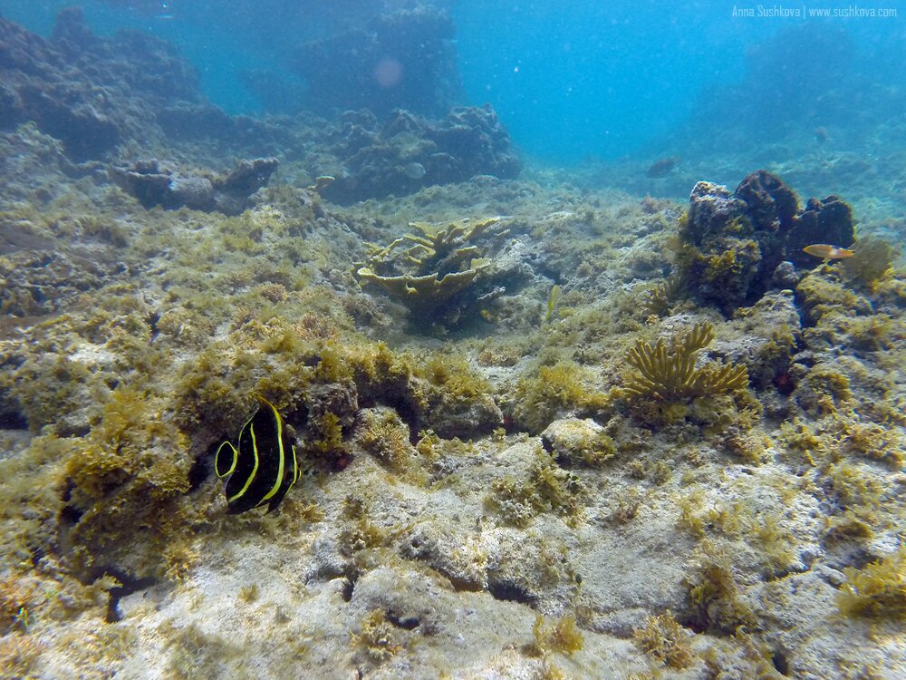 30underwater-world-of-sint-maarten.jpg