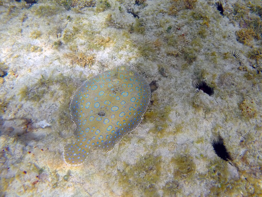 31underwater-world-of-sint-maarten.jpg