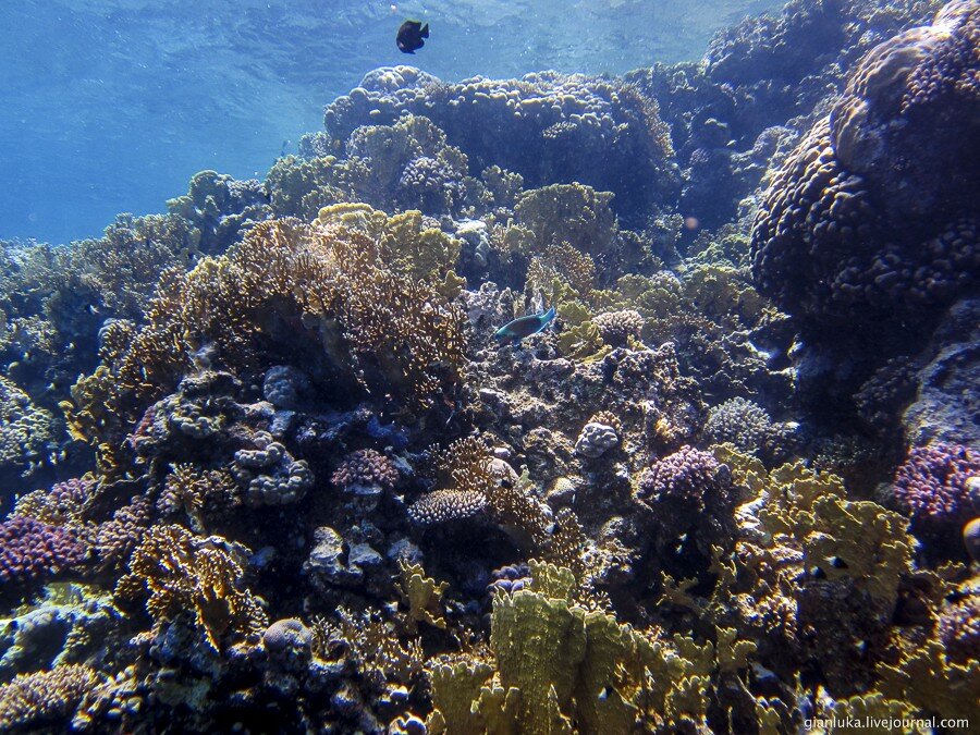 3underwater-egypt.jpg