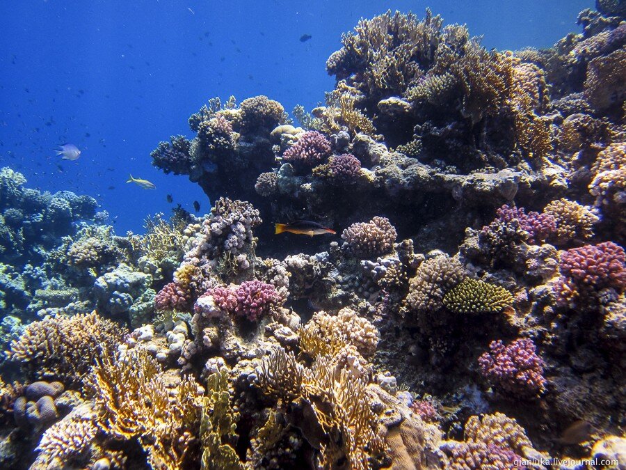 4underwater-egypt.jpg