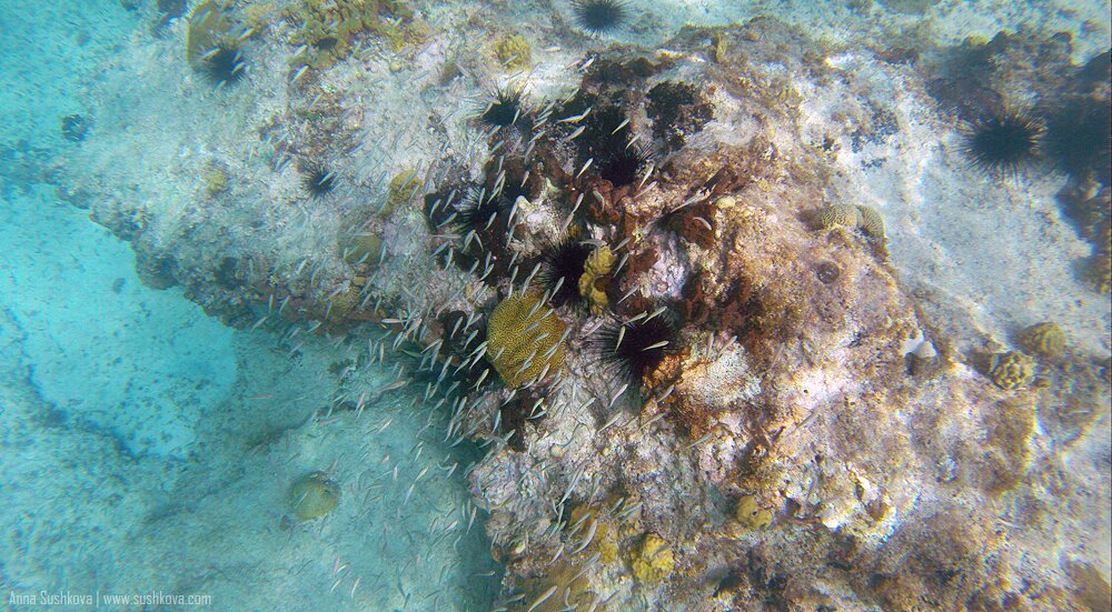 4underwater-world-of-sint-maarten.jpg