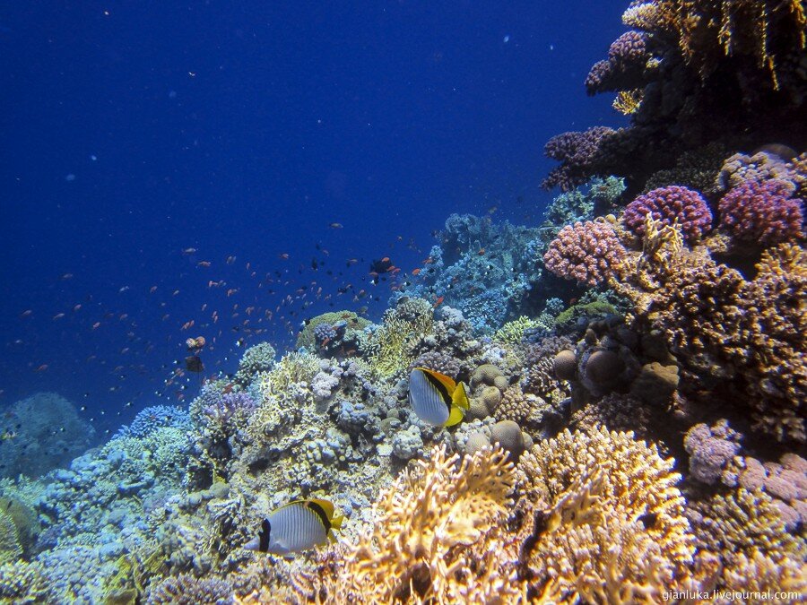 5underwater-egypt.jpg